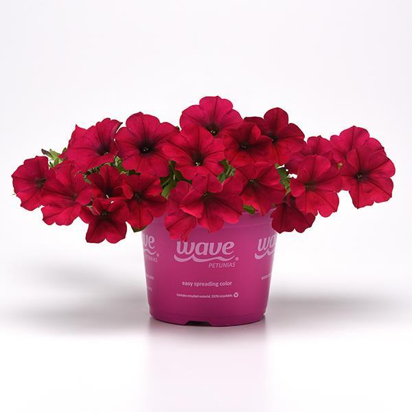 Wave® Carmine Velour Pot