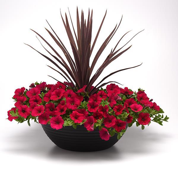 Wave® Carmine Velour Container 2