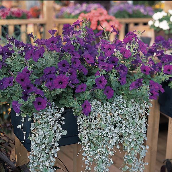 Easy Wave® Blue Container 2