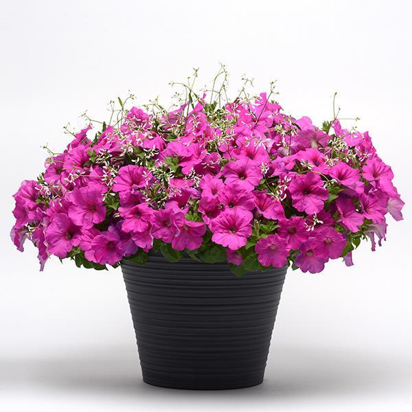 Easy Wave® Neon Rose Project