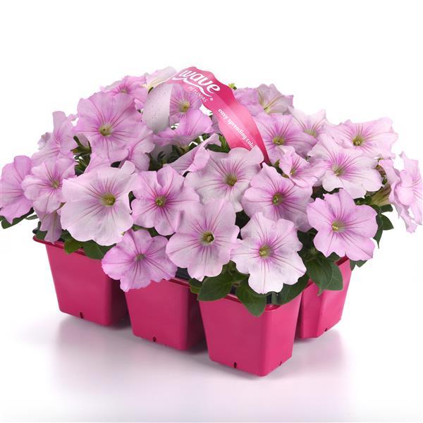 Easy Wave® Pink Pearl Pot