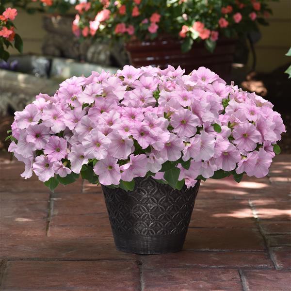 Easy Wave® Pink Pearl Container 2