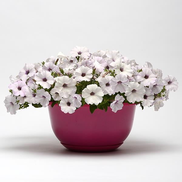 Easy Wave® Silver Container 2