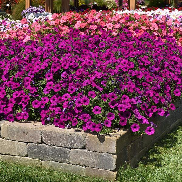 Easy Wave® Violet Container 2