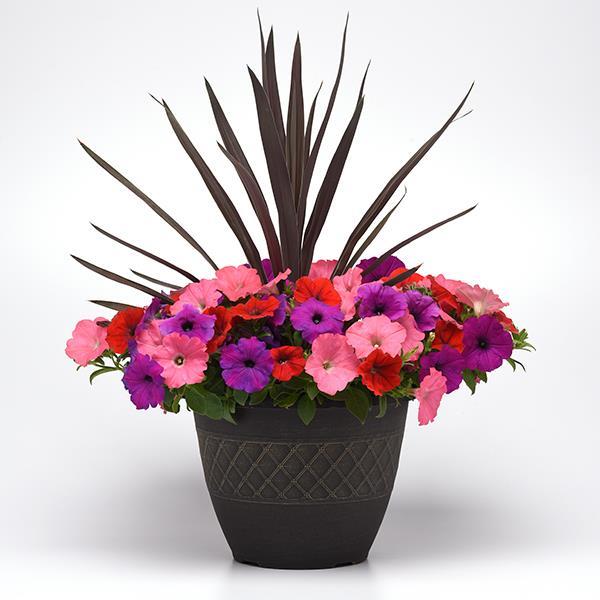 Easy Wave® South Beach Mixture Project