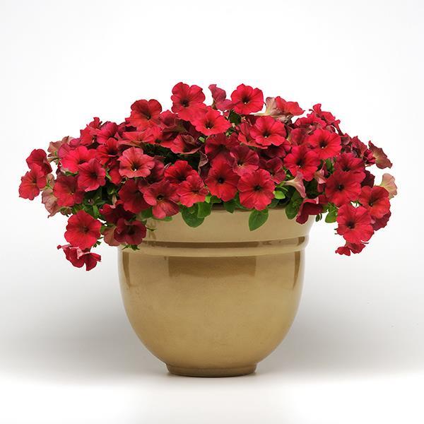 Easy Wave® Berry Velour Container 2