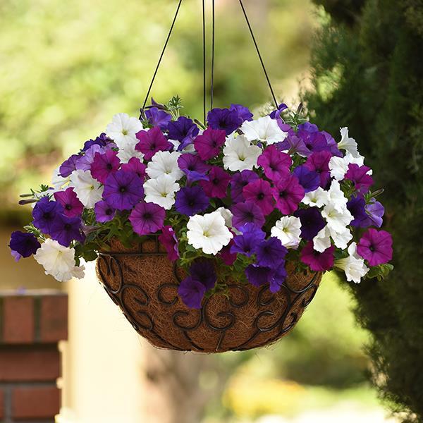 Easy Wave® Great Lakes Mixture Container 1