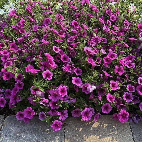 Easy Wave® Rose Fusion Landscape
