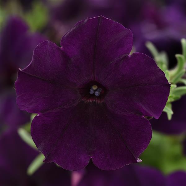 Easy Wave Navy Velour