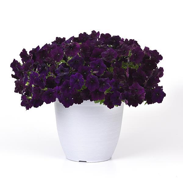 Easy Wave® Navy Velour Pot