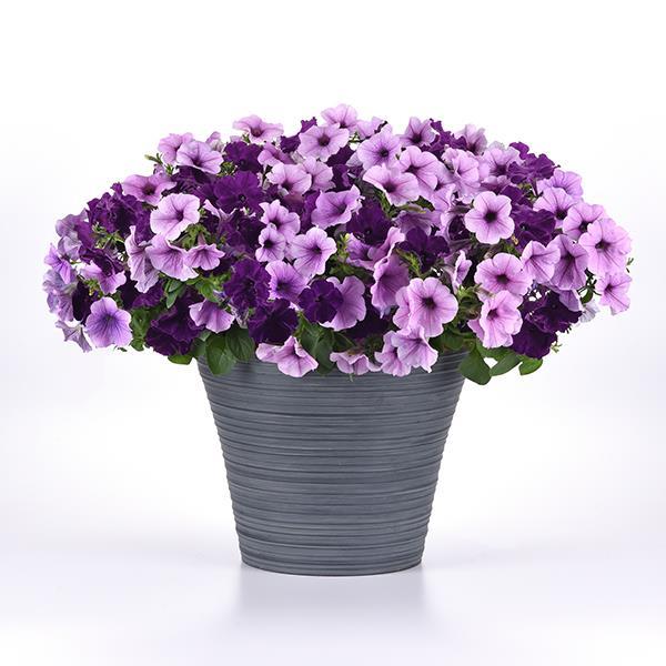 Easy Wave® Navy Velour Project