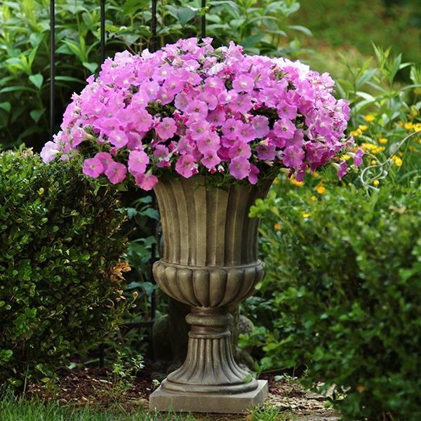 Shock Wave® Pink Shades Container 1