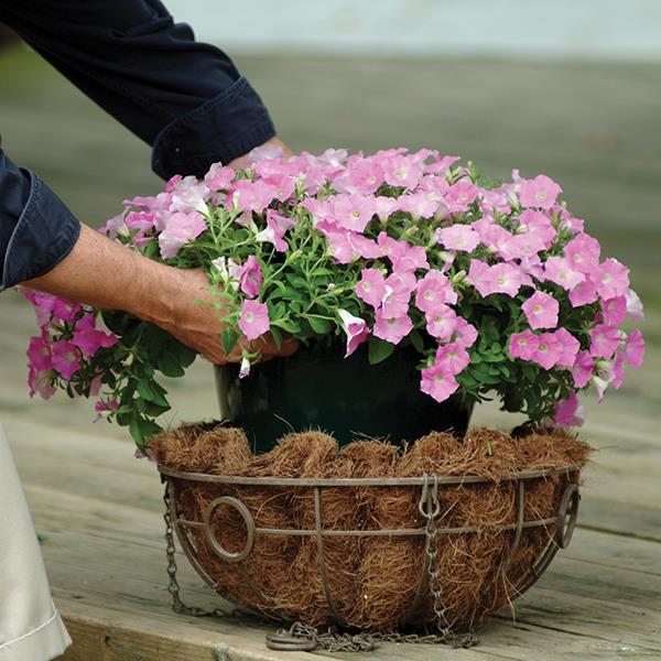 Shock Wave® Pink Shades Container 2