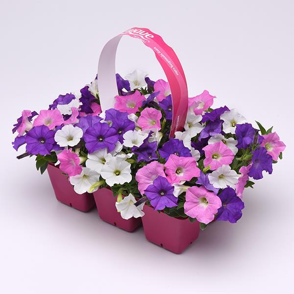 Shock Wave® Spark Mixture Pot