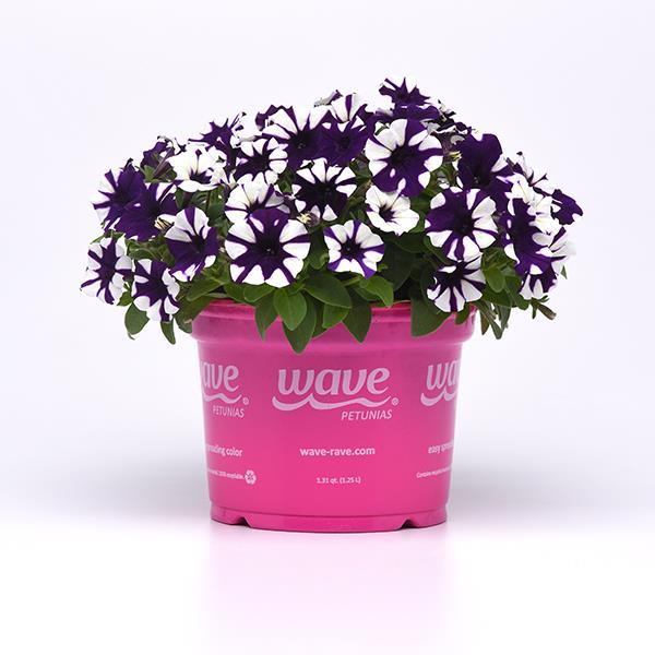 Shock Wave® Purple Tie Dye Pot