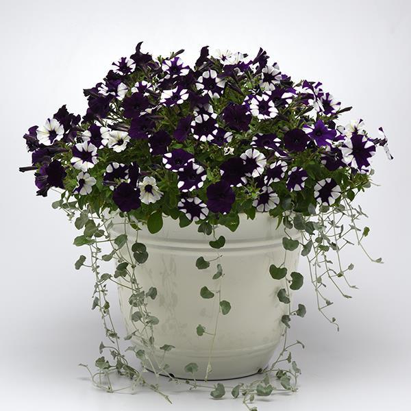 Shock Wave® Purple Tie Dye Project