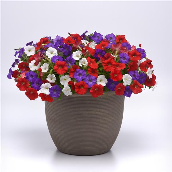 Shock Wave® Volt Mixture Improved Container 2