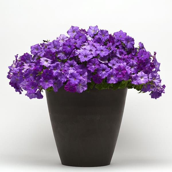 Shock Wave® Denim Container 1