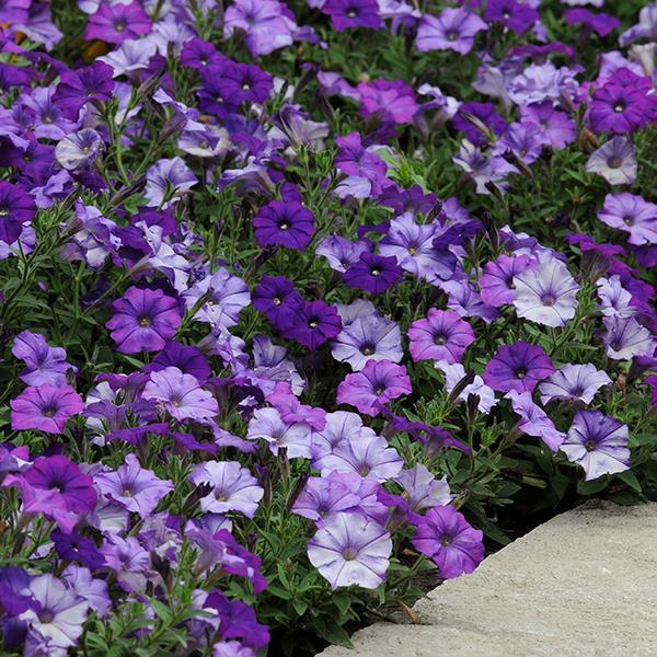 Shock Wave® Denim Landscape