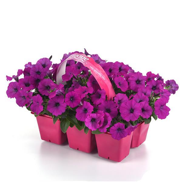 Shock Wave® Violet Pot