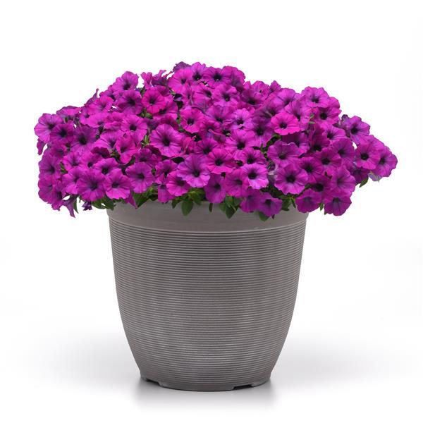 Shock Wave® Violet Container 1