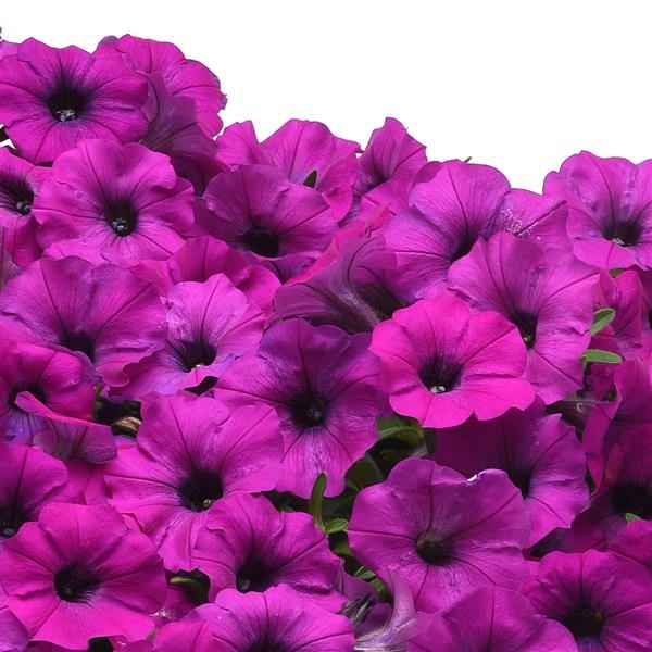 Shock Wave® Violet Landscape