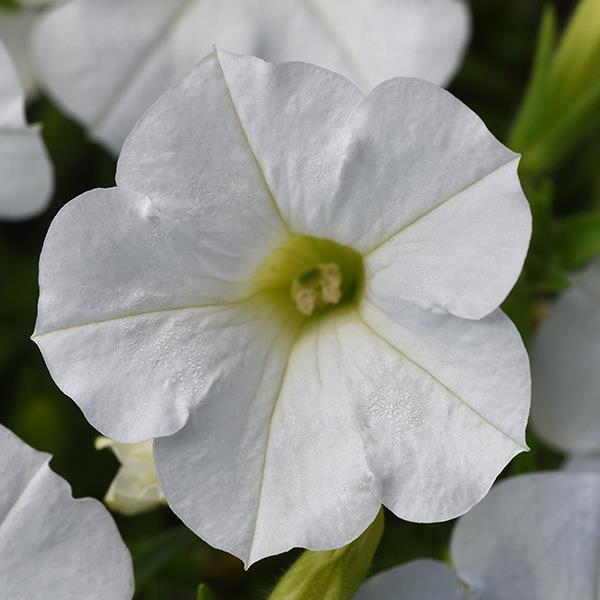 Shock Wave® White Project