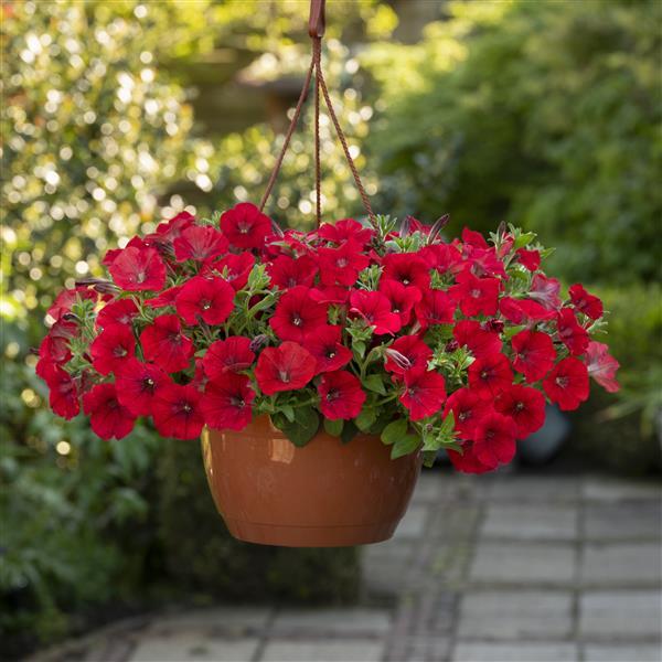 Shock Wave® Red Improved Container 2