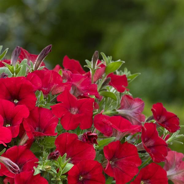 Shock Wave® Red Improved Landscape