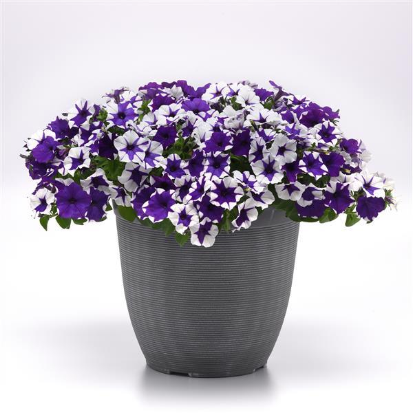 E3 Easy Wave® Midnight Marble Container 1