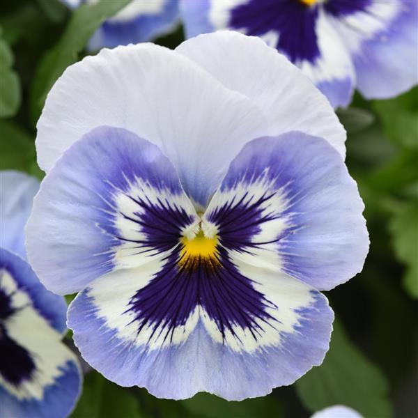 Top Wave™ Marina Bloom