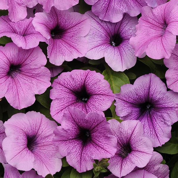 Easy Wave Plum Vein