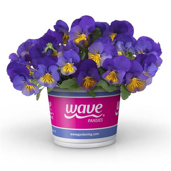 Cool Wave® Blue Skies Pot