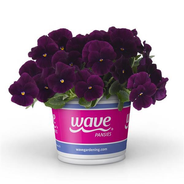 Cool Wave® Purple Pot