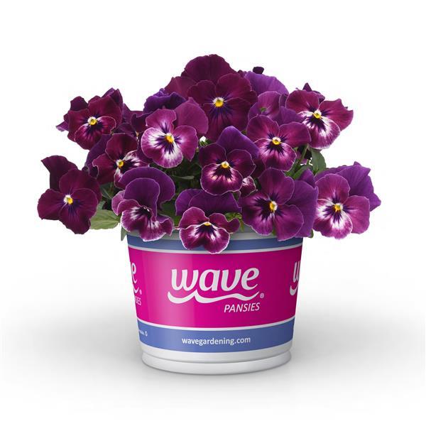 Cool Wave® Raspberry Pot