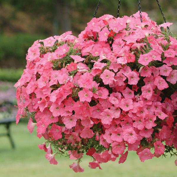 Easy Wave® Coral Reef Container 1