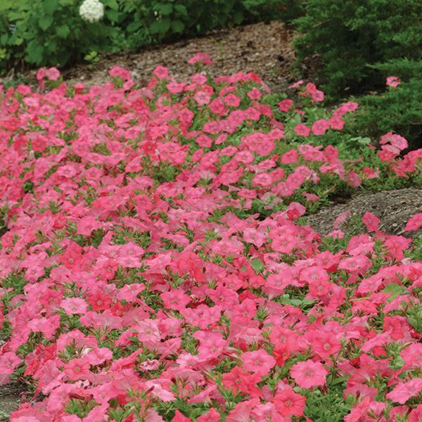 Easy Wave® Coral Reef Landscape