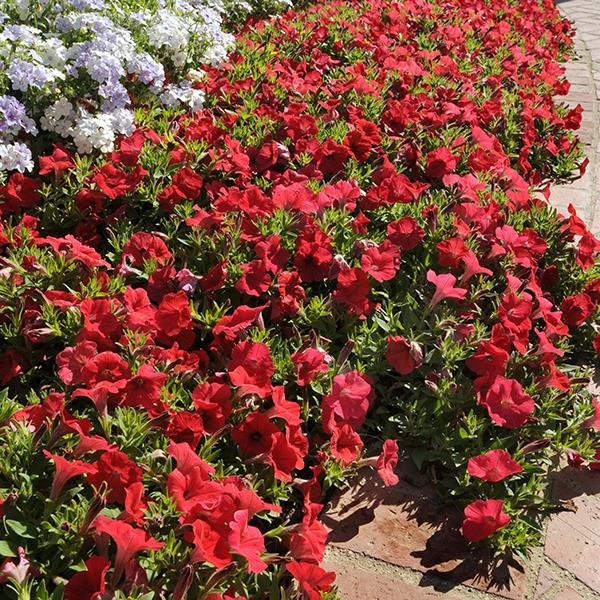 Shock Wave® Red Landscape
