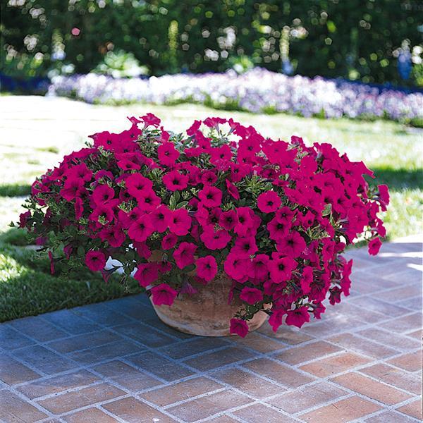 Wave® Purple Classic Container 1