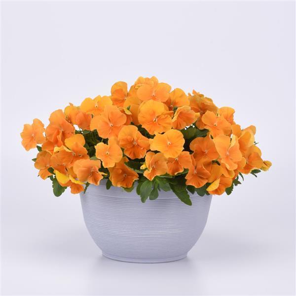Top Wave® Orange Container 1