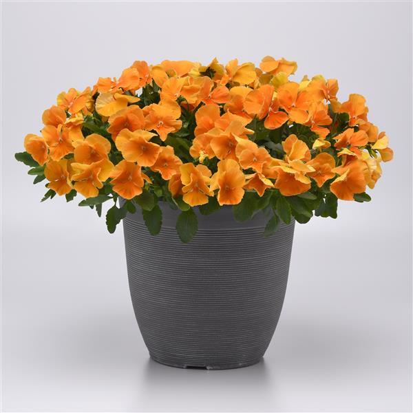 Top Wave® Orange Container 2