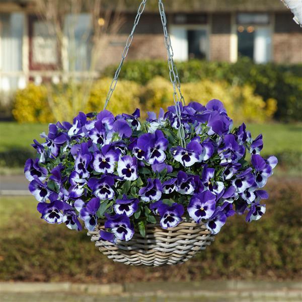 Top Wave® Purple White Container 1