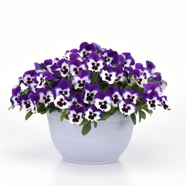 Top Wave® Purple White Container 2