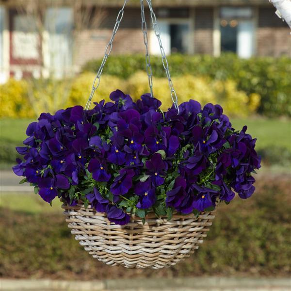 Top Wave® Violet Container 1