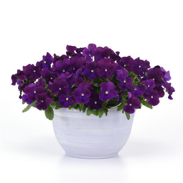 Top Wave® Violet Container 2
