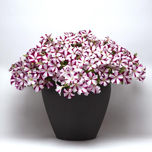 Easy Wave® Burgundy Star Container 2