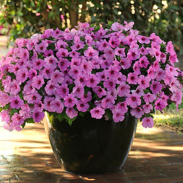 Easy Wave® Pink Passion Container 1