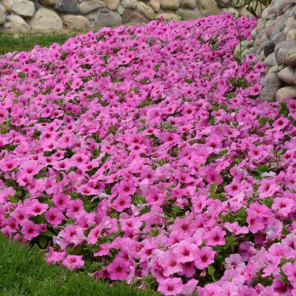 Easy Wave® Pink Passion Landscape