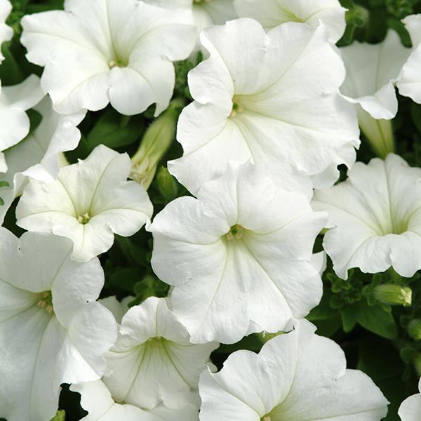 Easy Wave® White Bloom