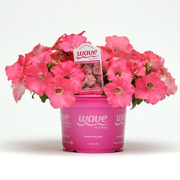 Easy Wave® Coral Reef Pot